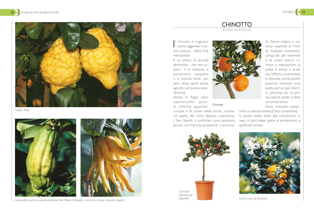 Immagine prodotto 4
